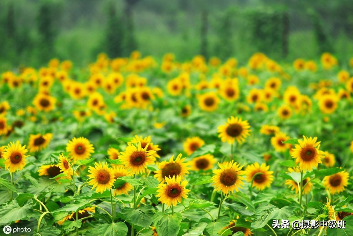 拍向日葵的教程,向日葵拍花技巧