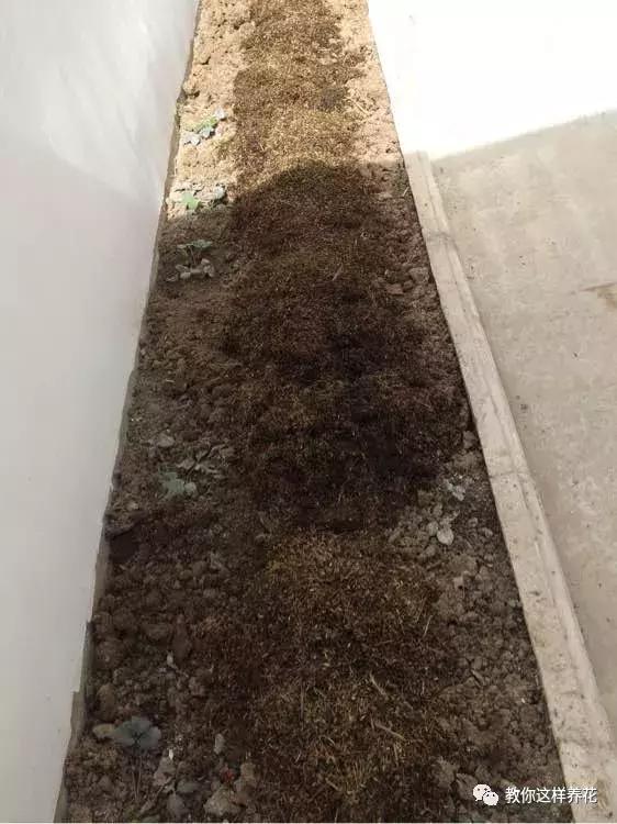 枕头芯掏1把扔盆里，透气不烂根，绿萝吊兰越长越疯，越长越旺