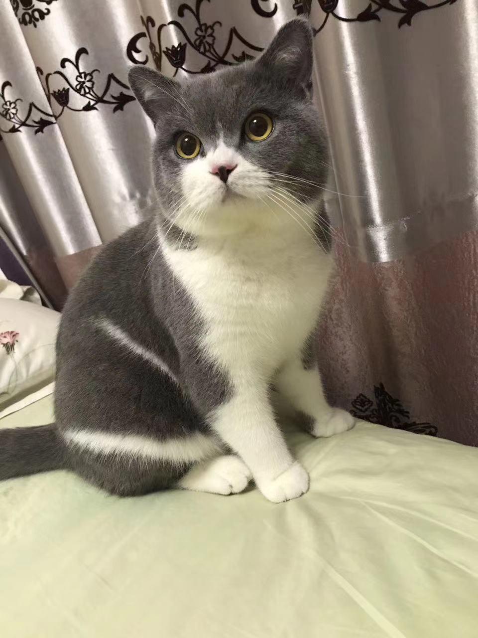 又便宜又好的幼猫粮排名,618猫粮怎么囤