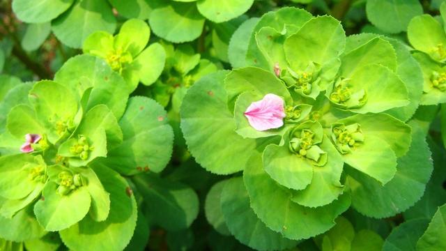 五朵云野草图片,五朵云野草图片大全