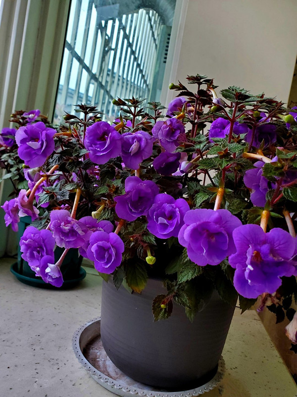 好看又好养的盆花,人养花也养人