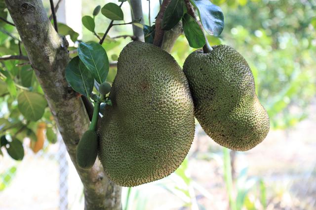 越南的美食美景,越南的美食和美景