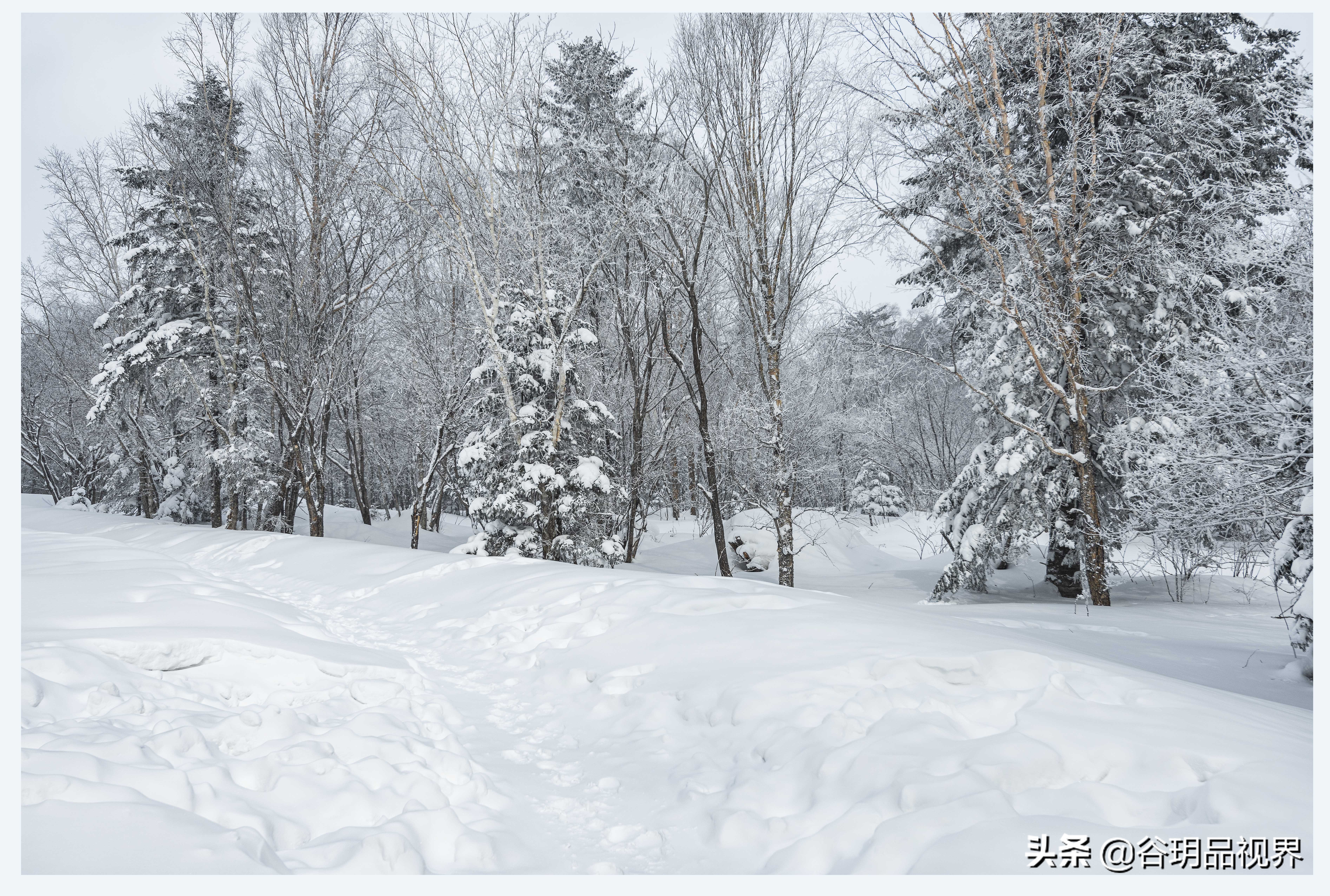 近距离拍摄雾凇视频,林海雪原拍摄照片