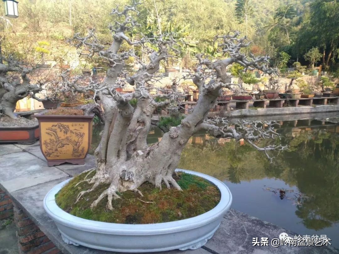 榆树盆景何时修剪最好,盆景怎样修剪最好看