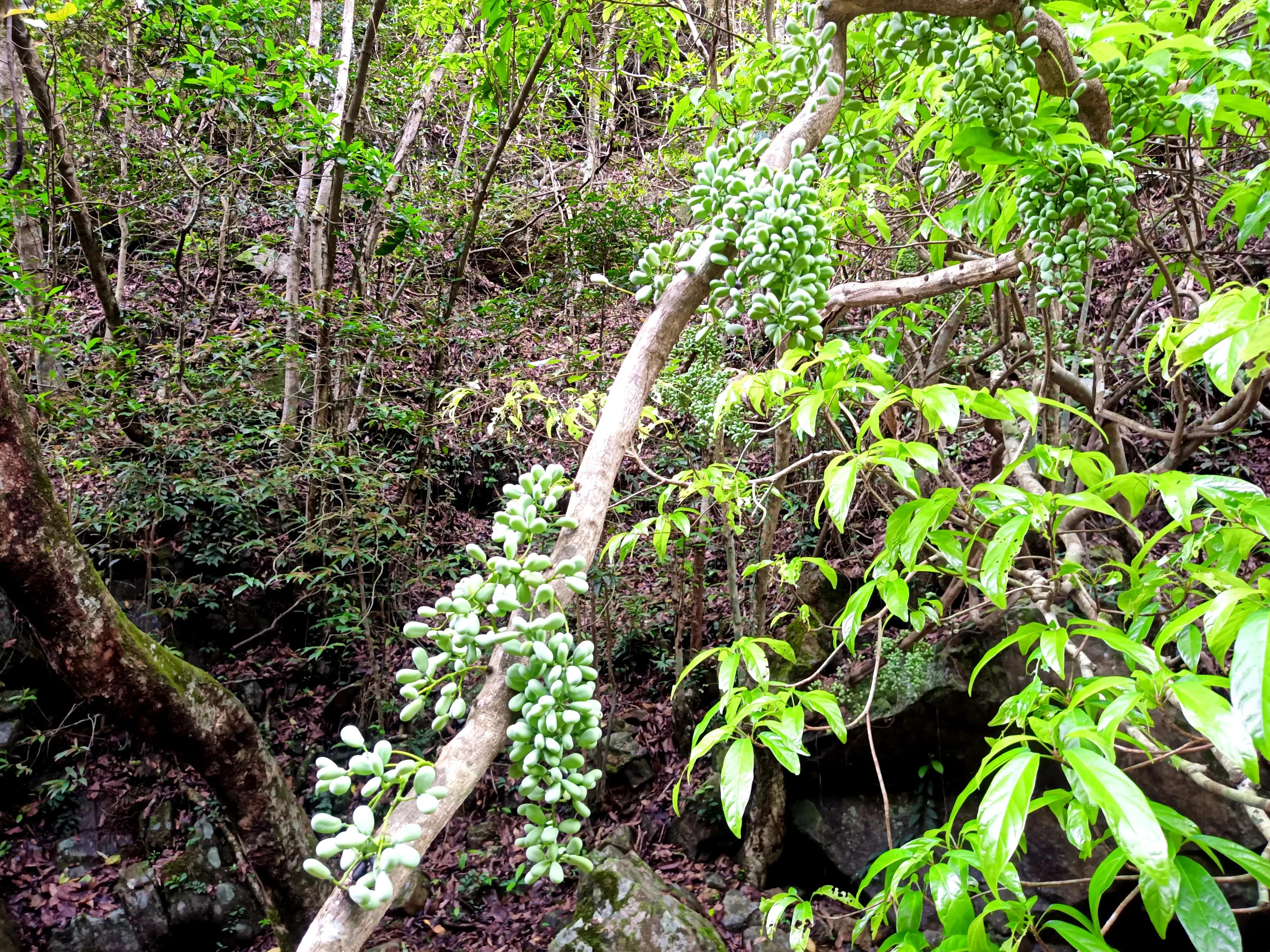 情人谷深圳,深圳情人谷绝情谷