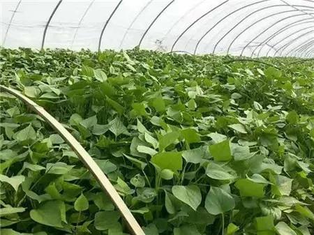 战疫助农滞销品突然销售火爆,战疫助农数据