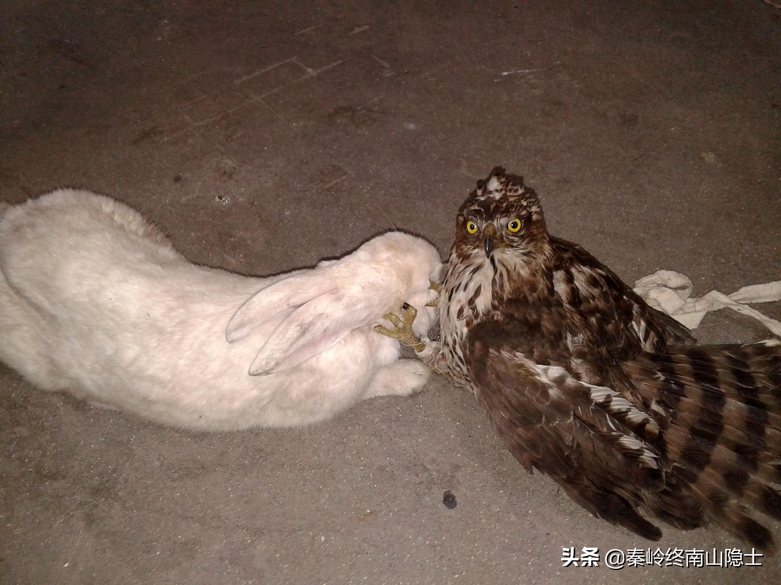 偶遇一只受伤的鸟类,发现一只受伤的鹰隼怎么处理