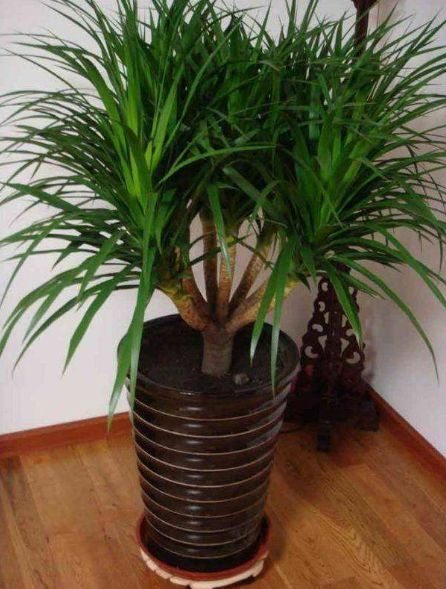 龙须树养在室内有净化空气的作用,龙须树怎么养才能吸收甲醛