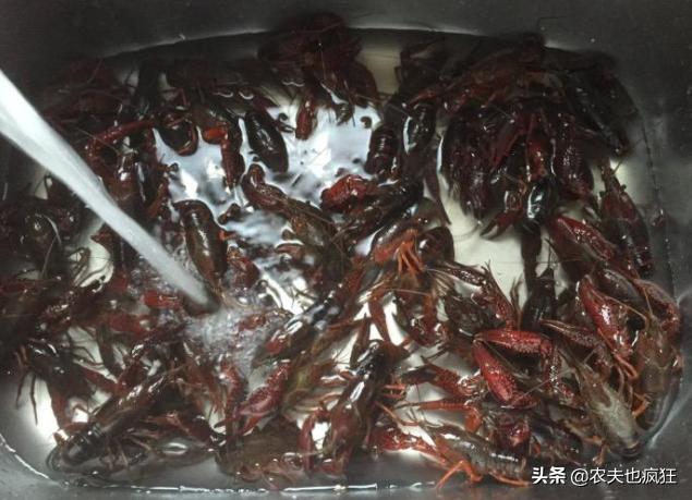 清洗小龙虾最干净的方法,清洗小龙虾简单干净好吃