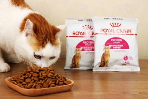 第一次养猫喂猫粮,养猫医生推荐猫粮