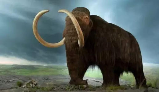 猛犸象牙如何开采的,猛犸象象牙在哪里挖的到