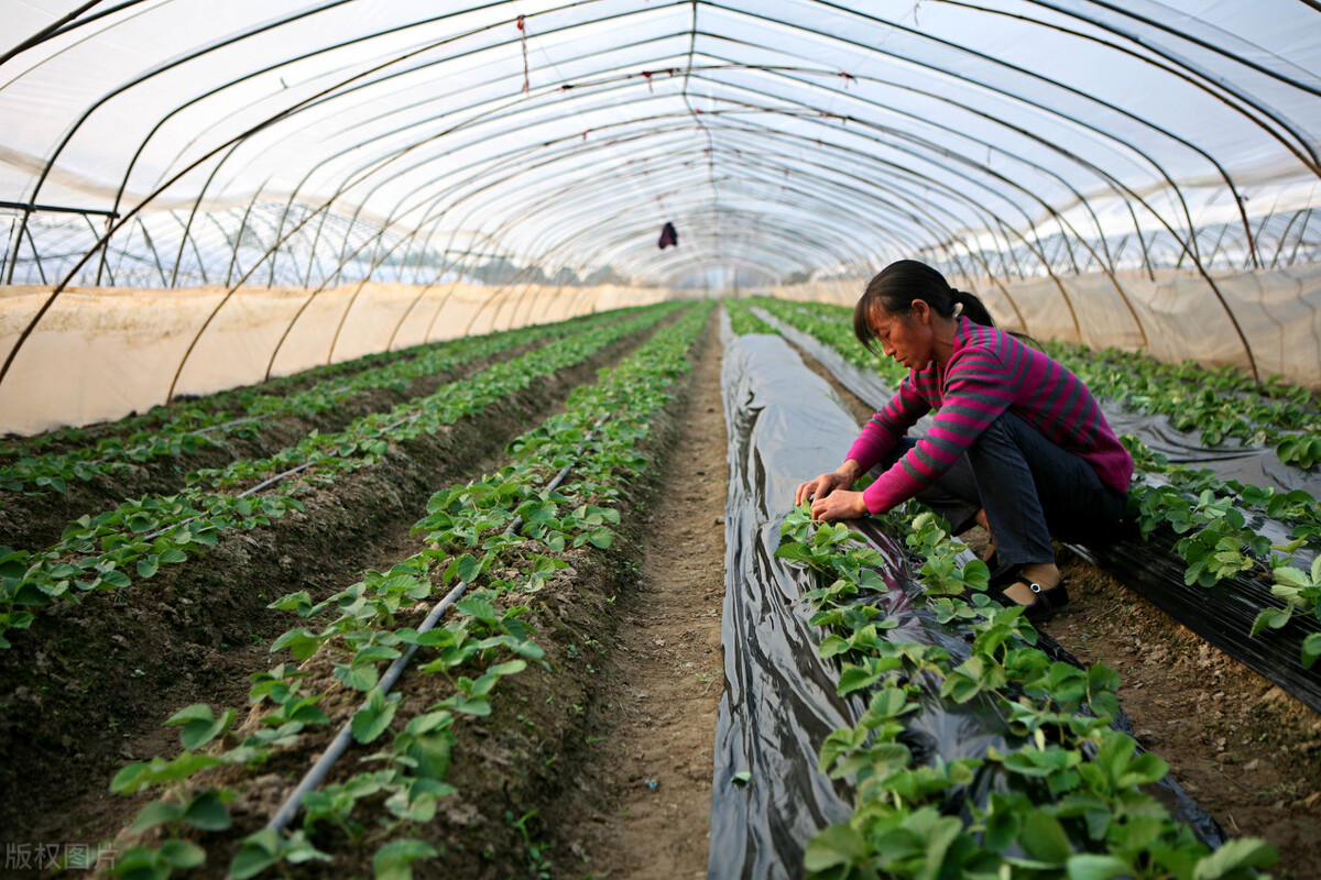 2021农民种地补贴多少钱一亩,1974年前出生的农民2021有补贴吗