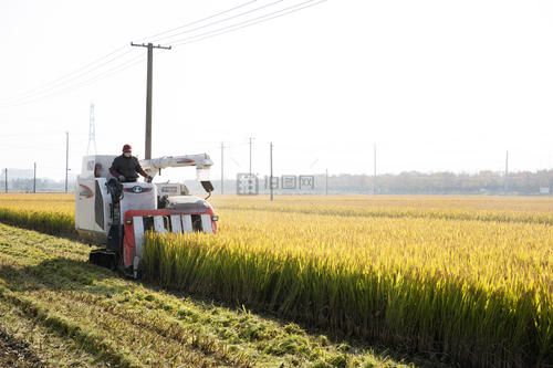 秋天的怀念，文/高令亚