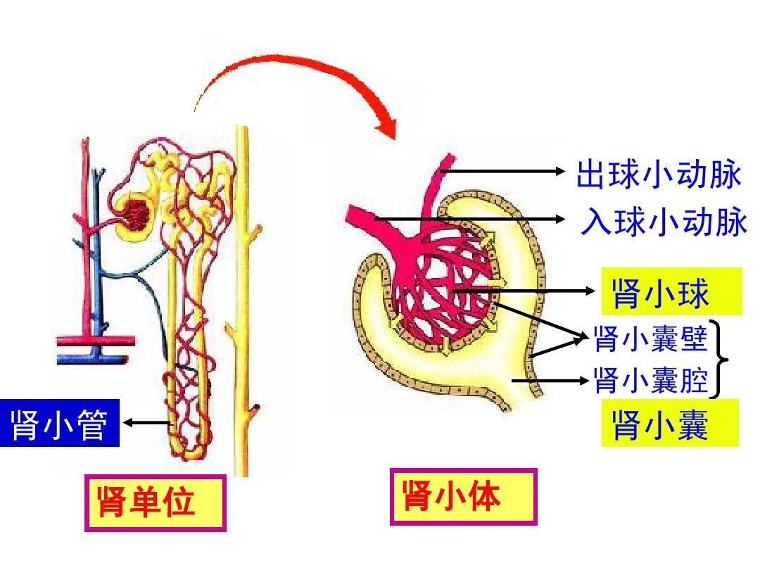 尿糖一般几个加号是糖尿病,尿糖跟糖尿病有什么区别