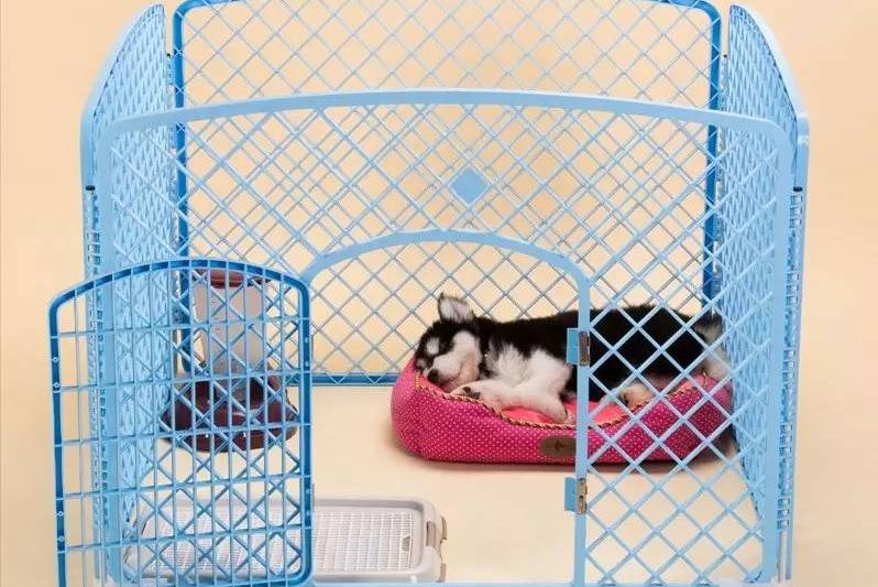 狗狗在家乱尿怎么控制,怎么解决狗狗在家乱拉乱尿的问题