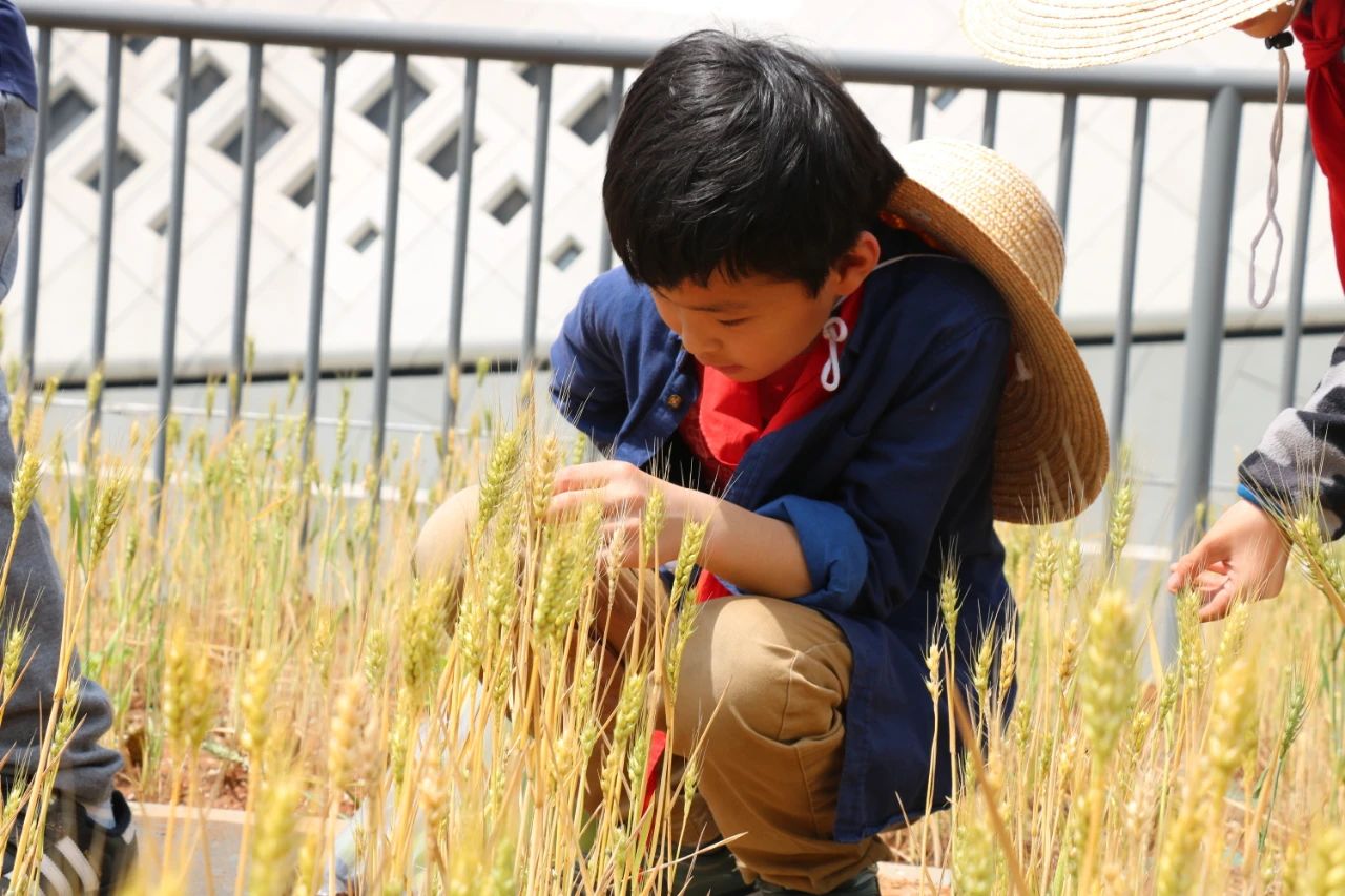 河西区公办小学,南京河西南有哪些好的小学