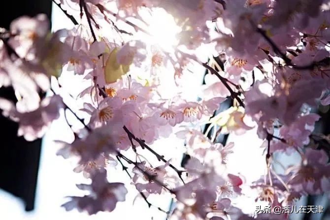 大“疫”灭清，天津2020赏花地图上线！