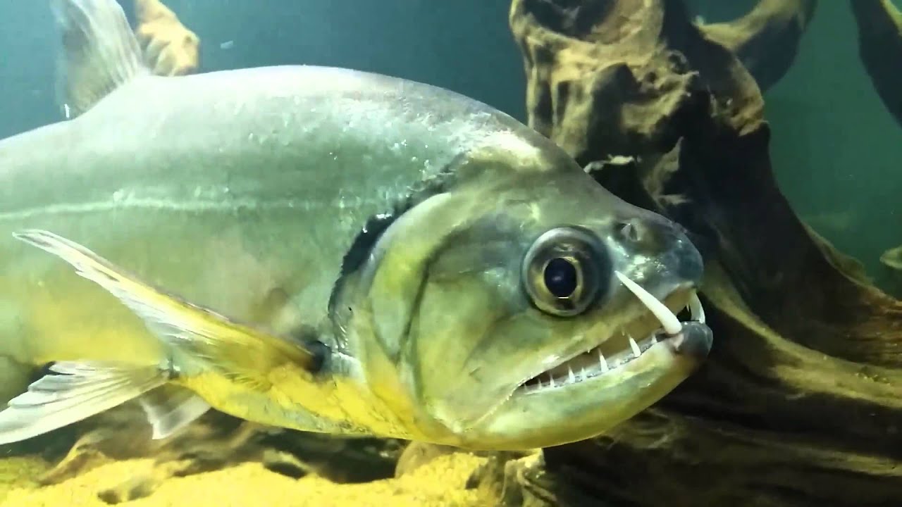 极具攻击性的观赏鱼有哪些,常见的攻击性强的观赏鱼