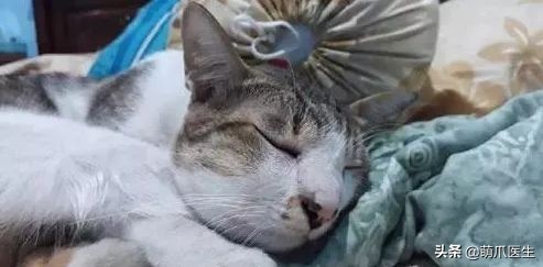 猫被蜜蜂蜇了涂什么好,猫咪被蜜蜂蜇了怎么办