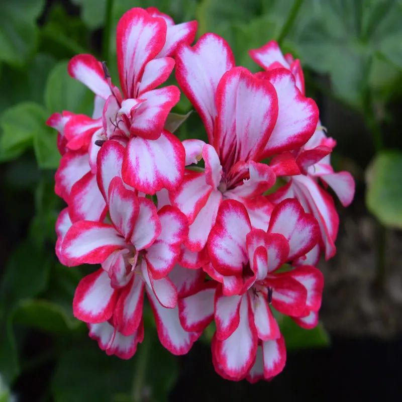 这种花别乱浇水水越多越不开花,这种花不怕冷好养易活