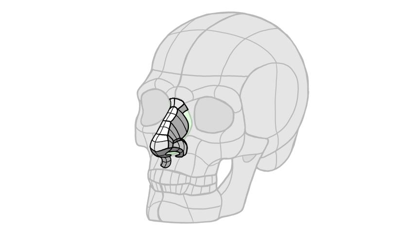 画鼻子怎么画好看,今天来教你怎么画鼻子