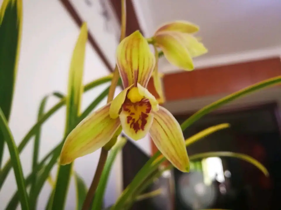 兰花叶子太高了可以修剪吗,兰花叶子太长了可以修剪吗