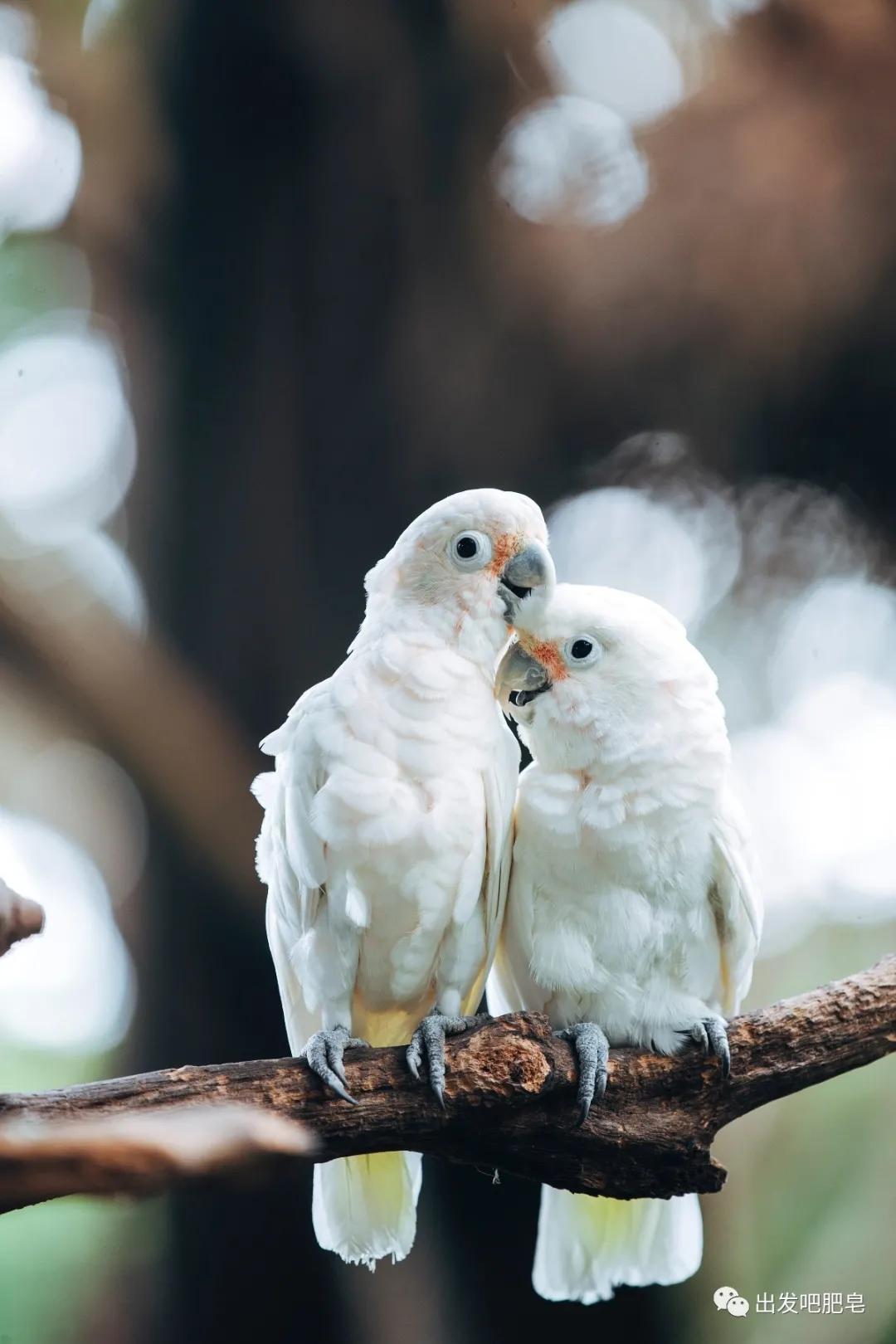 长隆飞鸟乐园怎么去长隆欢乐世界,汉溪长隆地铁站去长隆飞鸟乐园