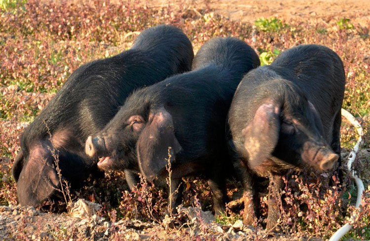 江苏淮安——周总理的家乡！这些淮安特产美食，速来围观