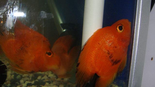 观赏鱼的体色忽明忽暗，这是主人饲养的问题还是别的原因？