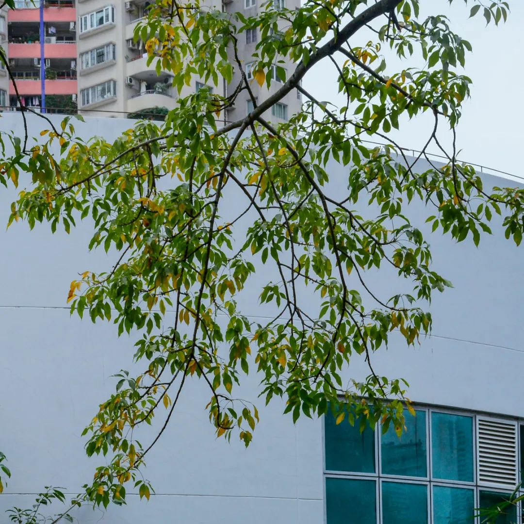 华侨城有钱吗,华侨城的房子适合居住吗