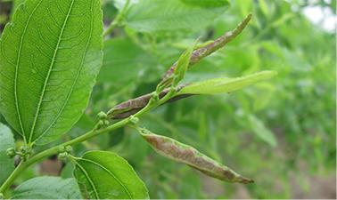 冬枣红蜘蛛怎么治最快最好,冬枣幼树被枣瘿蚊危害了