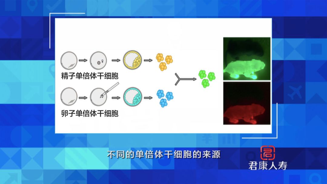 干细胞有哪些新突破,干细胞技术到底能为我们做什么