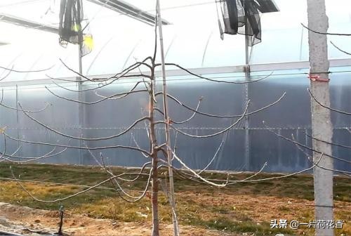 新栽桃树整形剪枝，不能忘记做好2件事，让桃树生长更加旺盛