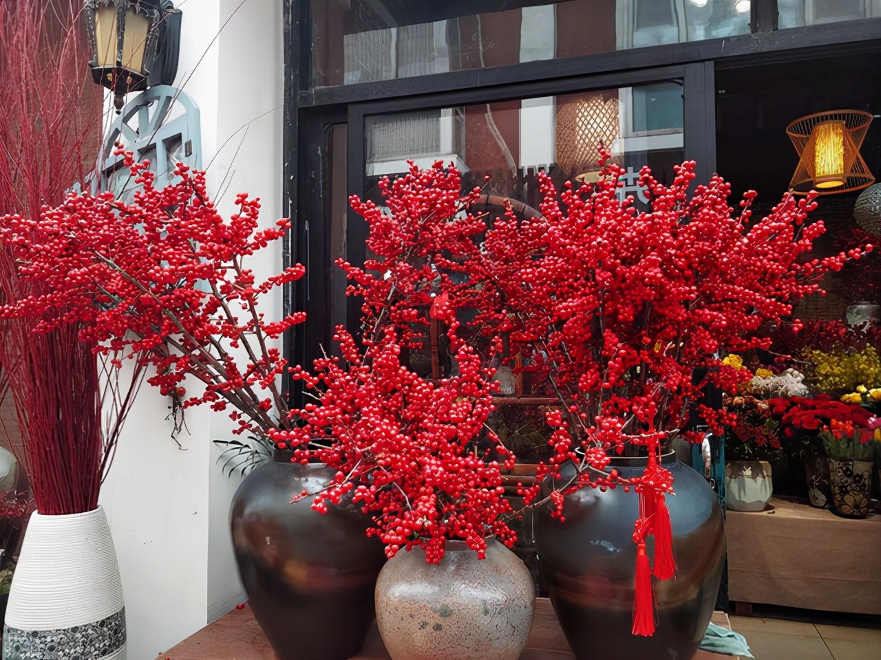 北美冬青的养护方法,北美冬青为什么来年不结果