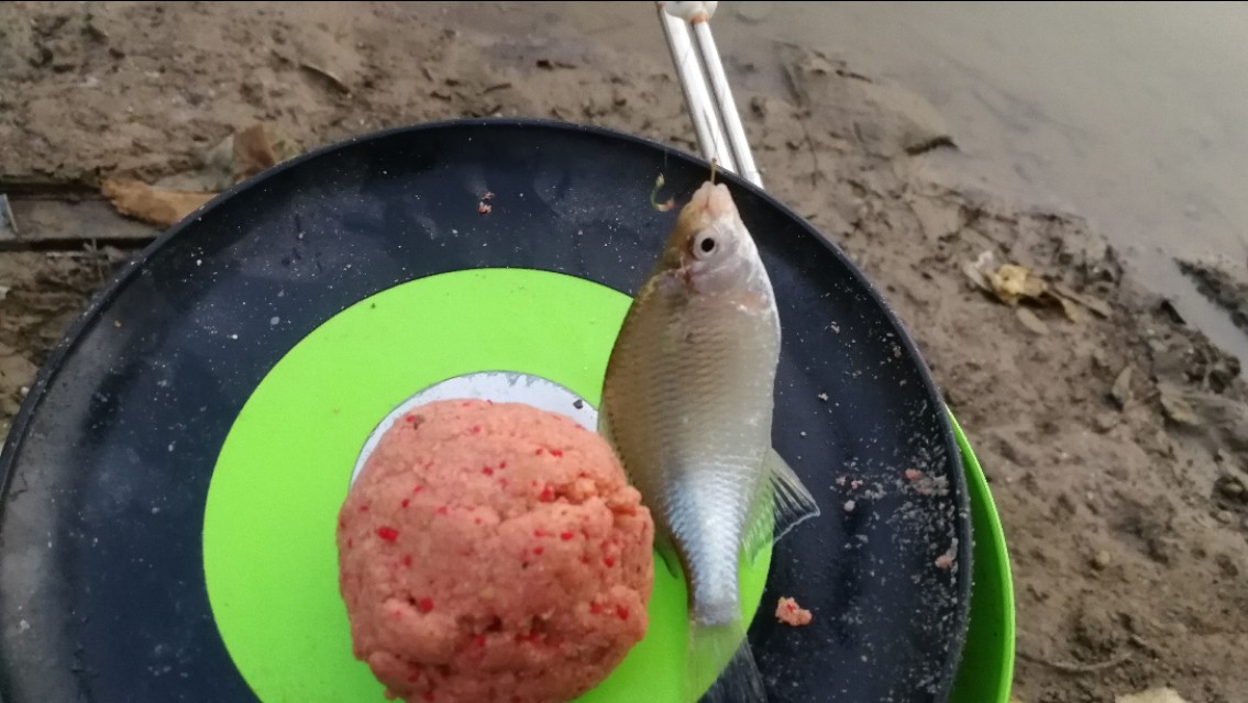 天凉了野钓该怎么钓,天热钓鲫鱼的正确方法