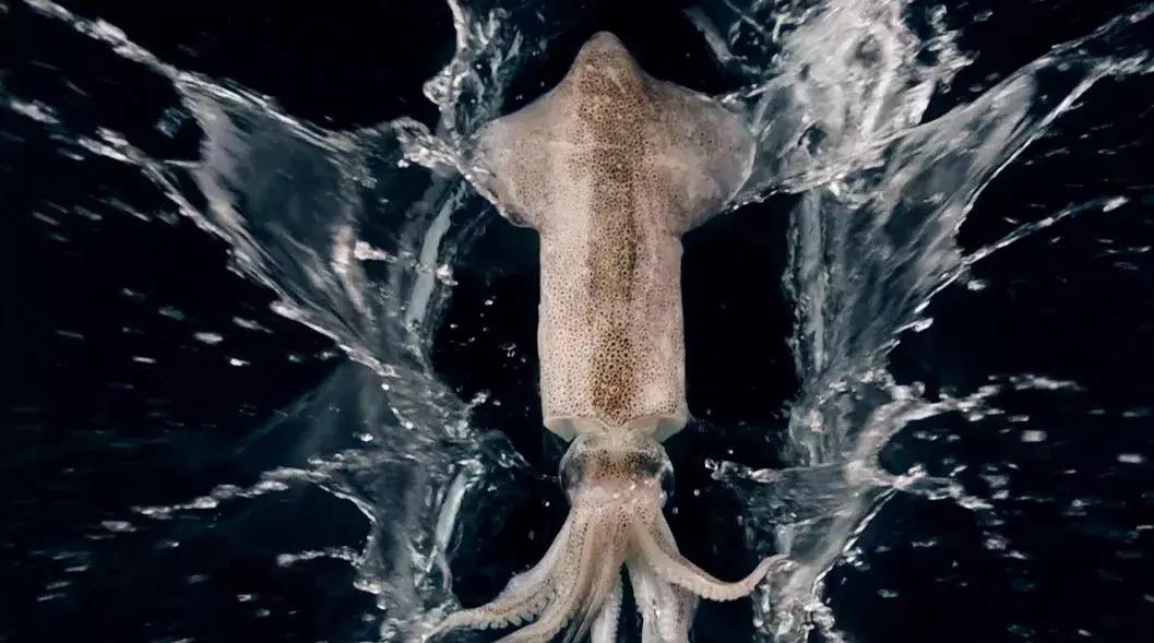 章鱼鱿鱼乌贼傻傻分不清,章鱼鱿鱼乌贼这三样有什么区别