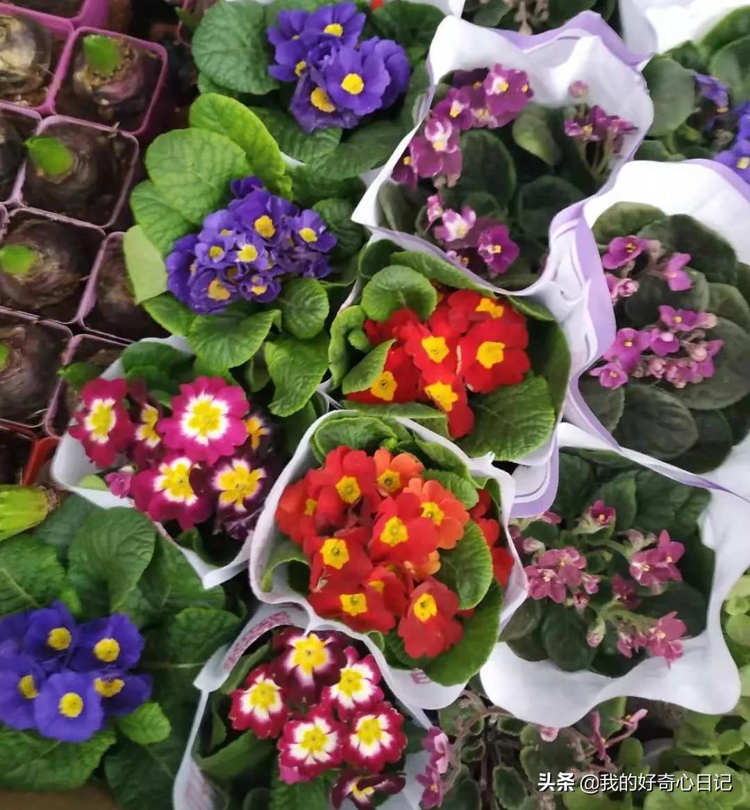 樱花草报春花,报春花樱花草