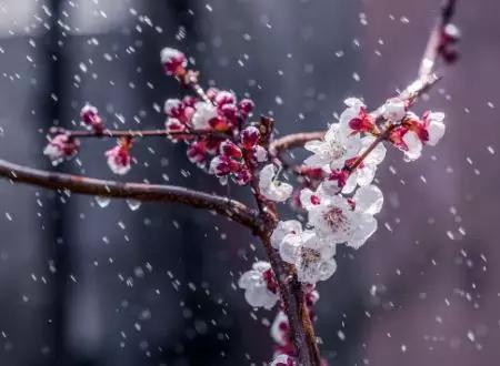 杨万里描写四季的古诗词,杨万里描写春天的诗句