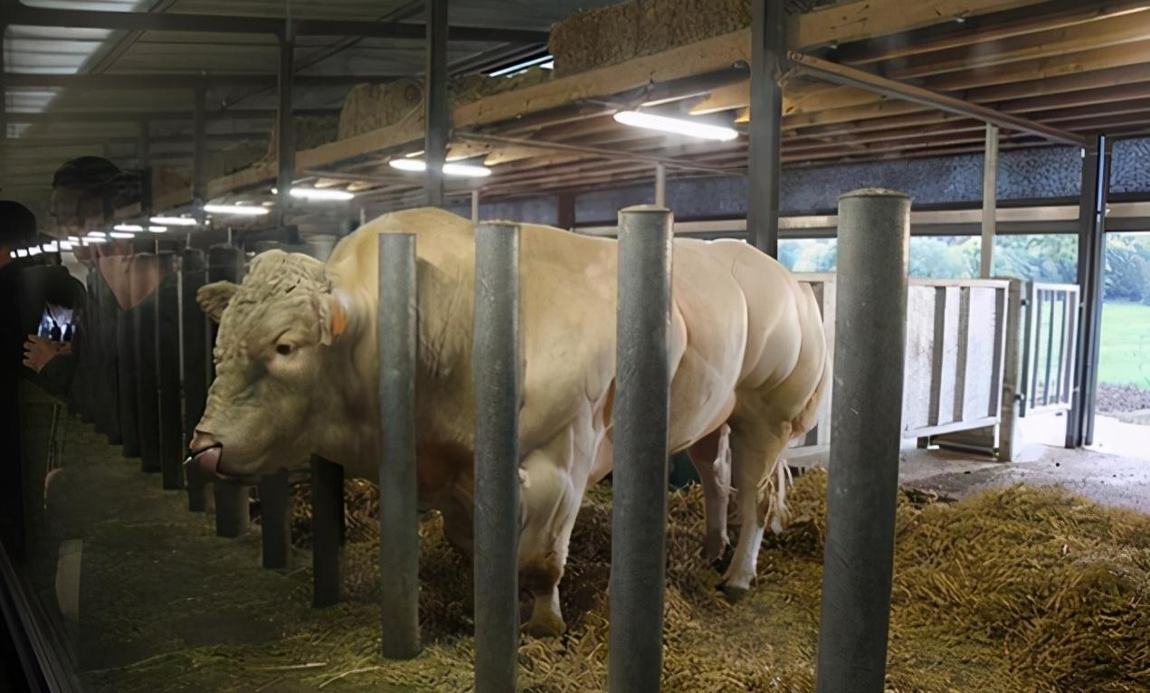 “牛魔王”丹尼尔*疆新**繁育体长5米重3吨的牛，一天长肉3斤，啥样