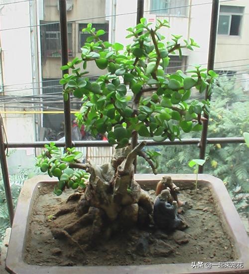 养金枝玉叶，了解掌握5个要点，叶片饱满油亮，长成大气老桩