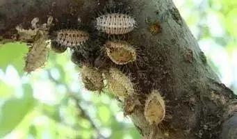 果树蚧壳虫怎样彻底消灭物理治疗,果树蚧壳虫怎么彻底消灭妙招