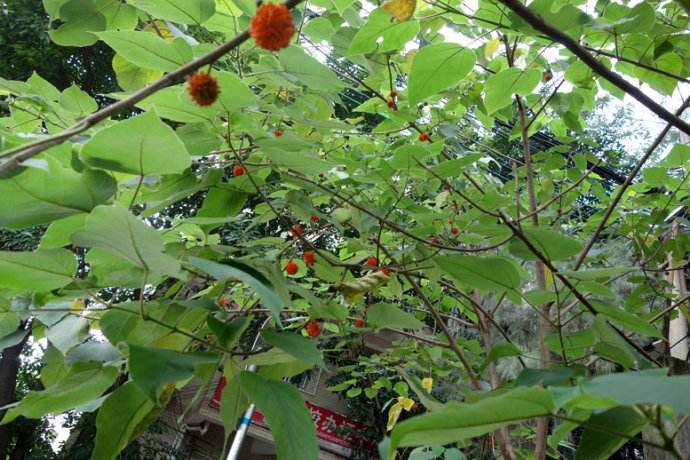 农村常见树木,白色汁液让人嫌弃,果实像“灯笼”,可用来治藓