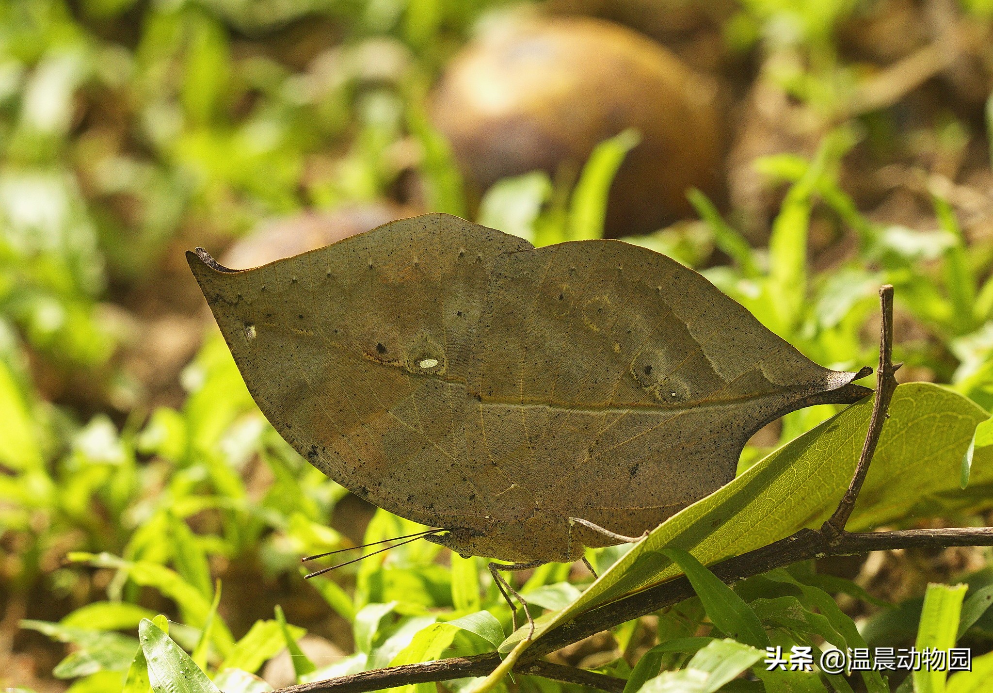 枯叶蝶拟态科普,昆虫拟态有多可怕
