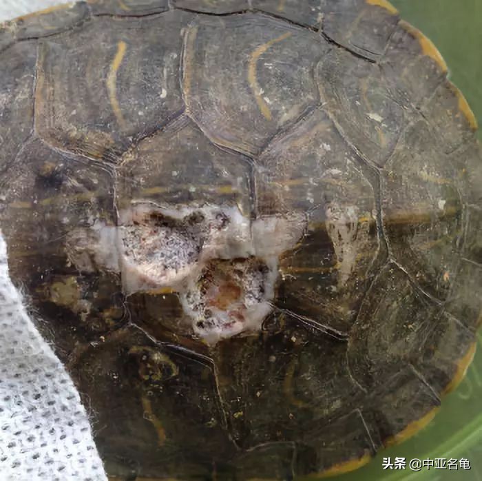 乌龟腐甲怎么治疗,乌龟腐甲病怎么办