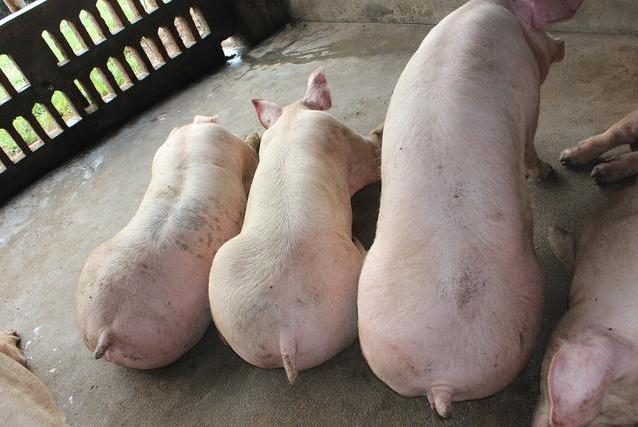 夏季酷暑难耐生猪不吃食怎么办？有哪些办法可以预防中暑呢？