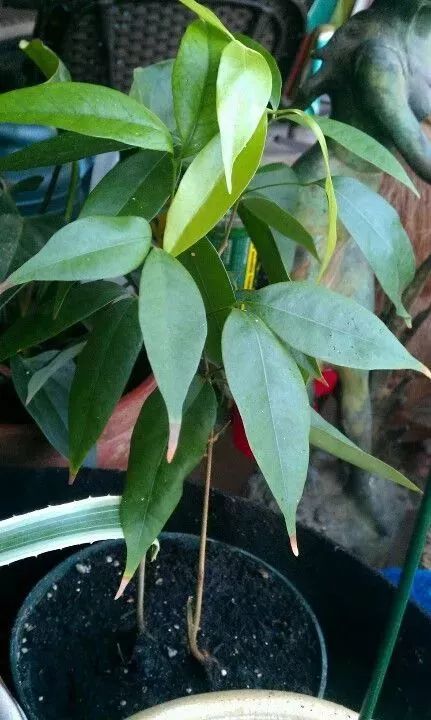 玉米棒子插水里，7天冒出小森林