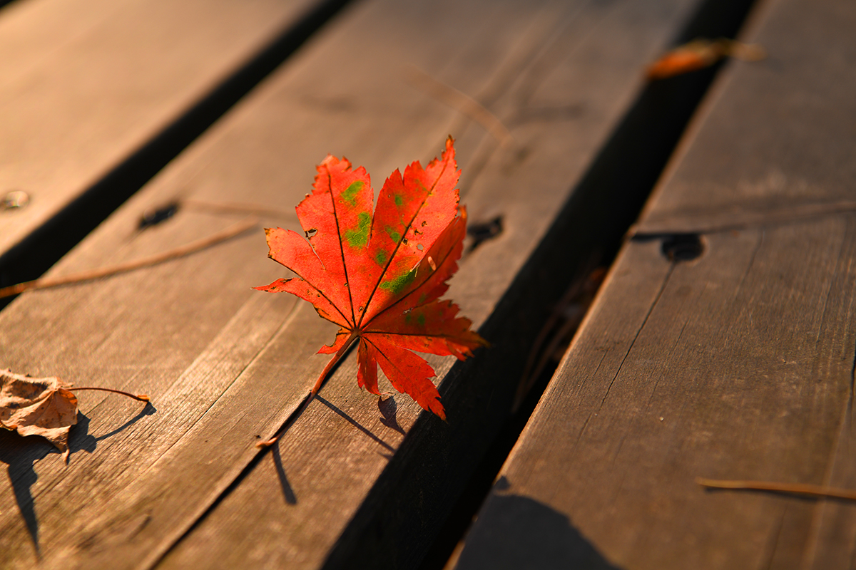 落英缤纷是落花吗,落英缤纷是叶子吗
