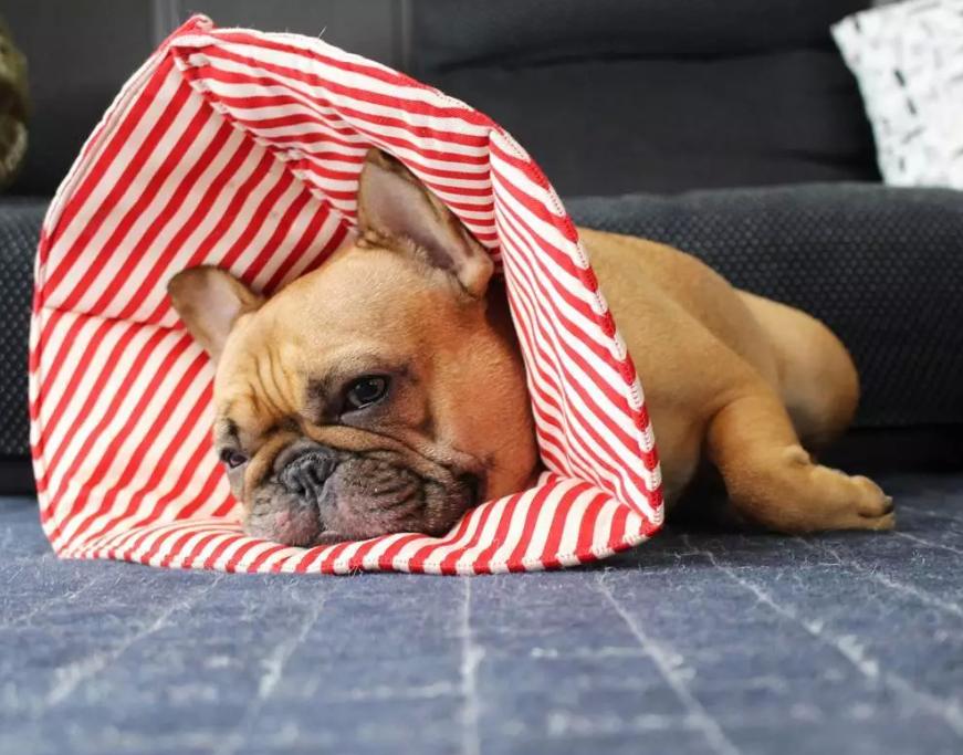 你养的是什么小可爱？要对毛孩子们负起责任哦