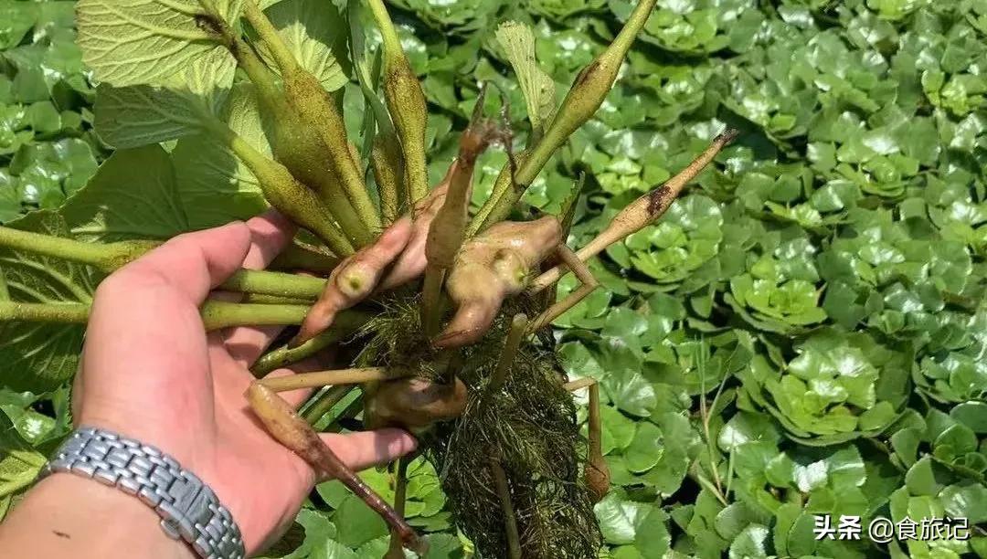 粉糯香甜的洪湖老菱角上市啦,洪湖新鲜鲜嫩菱角4斤