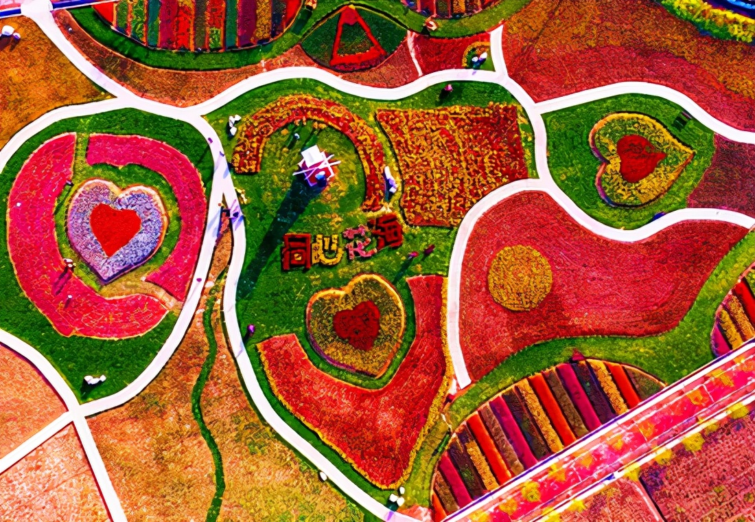 “论斤卖”的10种花卉种子，花海都种它，“靠天吃饭”就能活